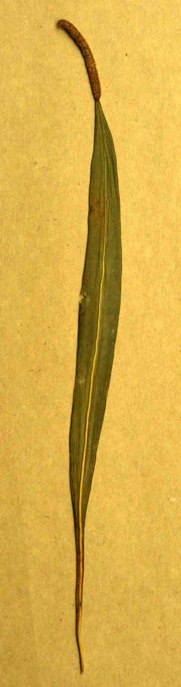Belvisia spicata