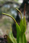 Belvisia spicata