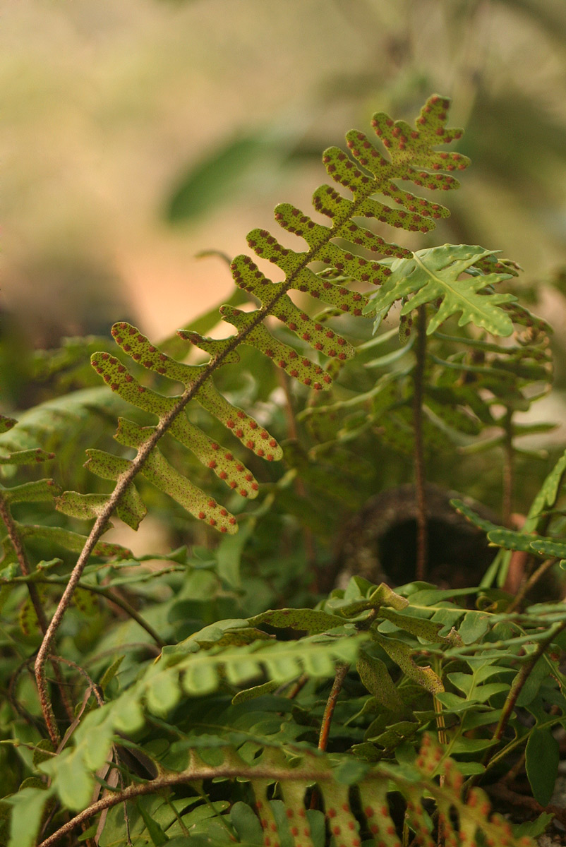 Pleopeltis polypodioides subsp.  ecklonii