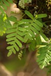 Pleopeltis polypodioides subsp.  ecklonii