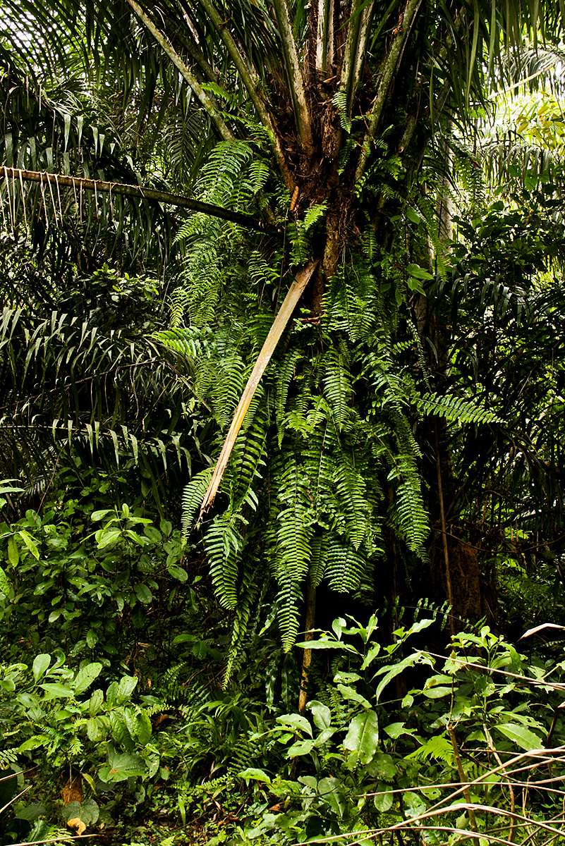 Nephrolepis biserrata Nephrolepis biserrata