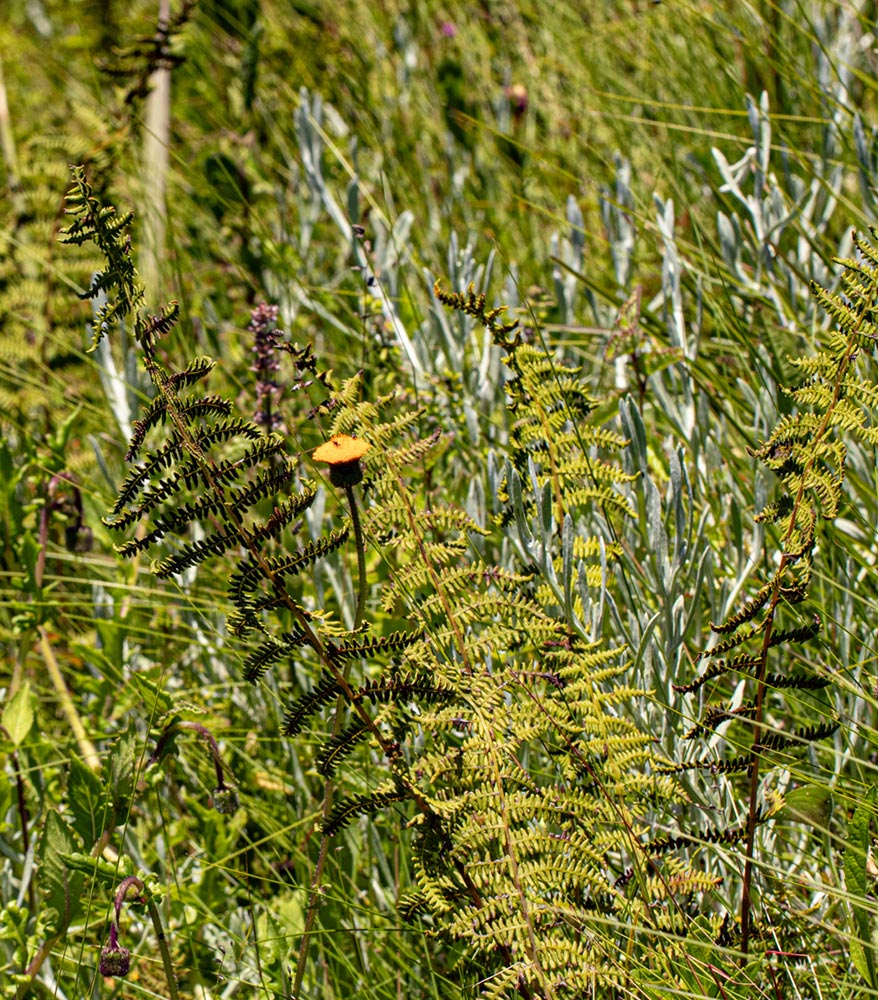 Thelypteris confluens