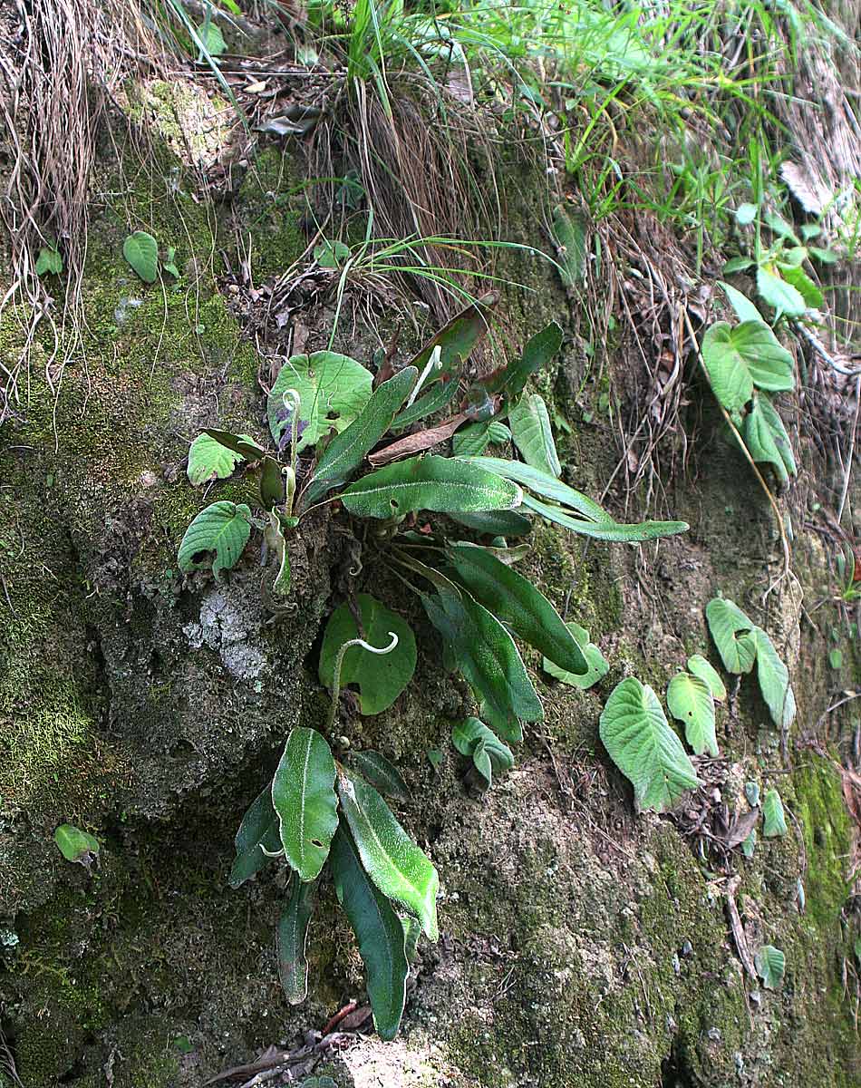 Elaphoglossum kuhnii