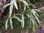 Elaphoglossum lancifolium
