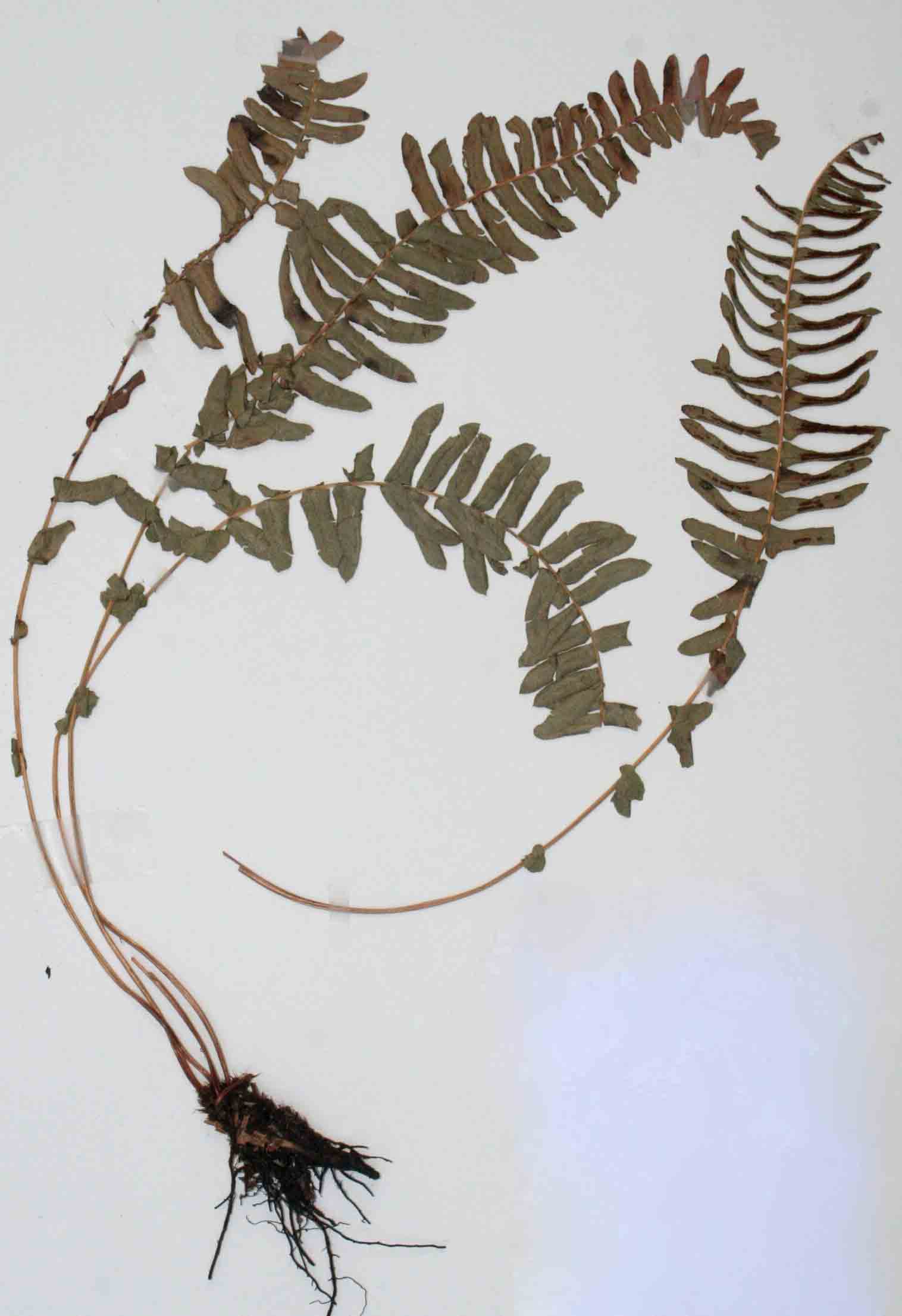 Blechnum australe subsp. australe
