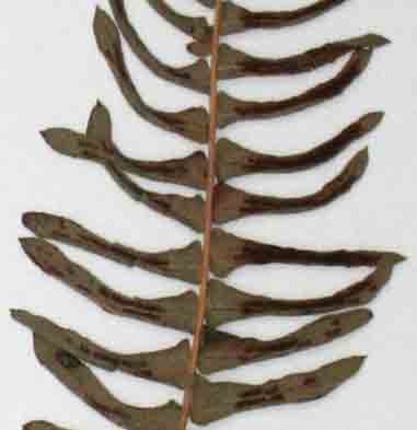 Blechnum australe subsp. australe