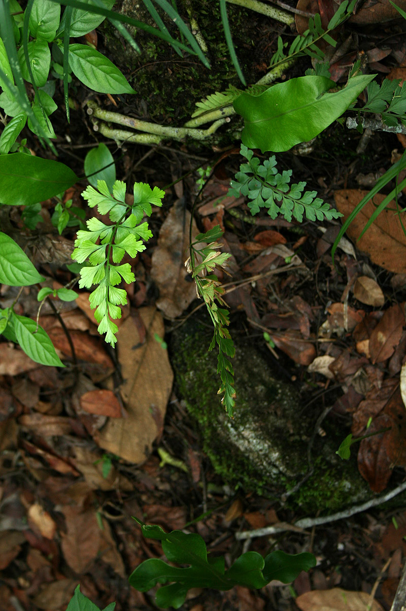 Asplenium aethiopicum