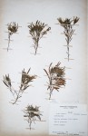Ipomoea linosepala subsp. alpina