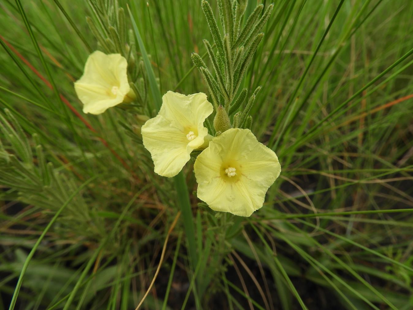 Ipomoea linosepala subsp. alpina