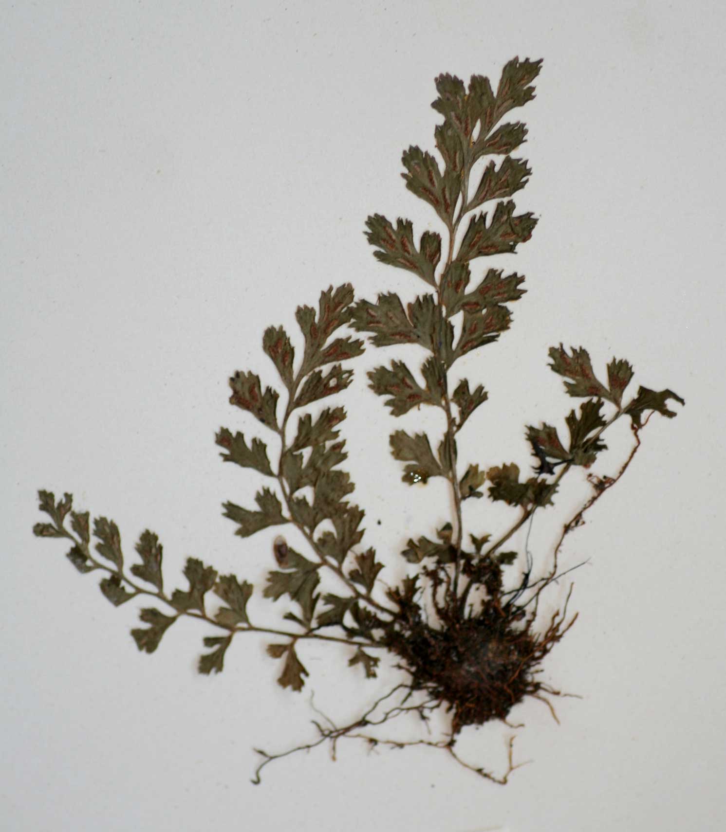 Asplenium varians subsp. fimbriatum