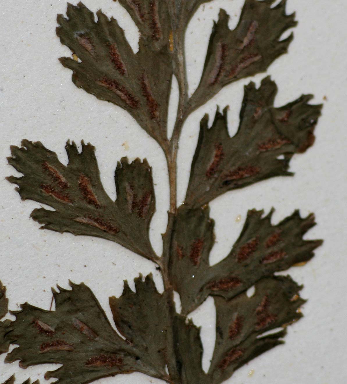 Asplenium varians subsp. fimbriatum