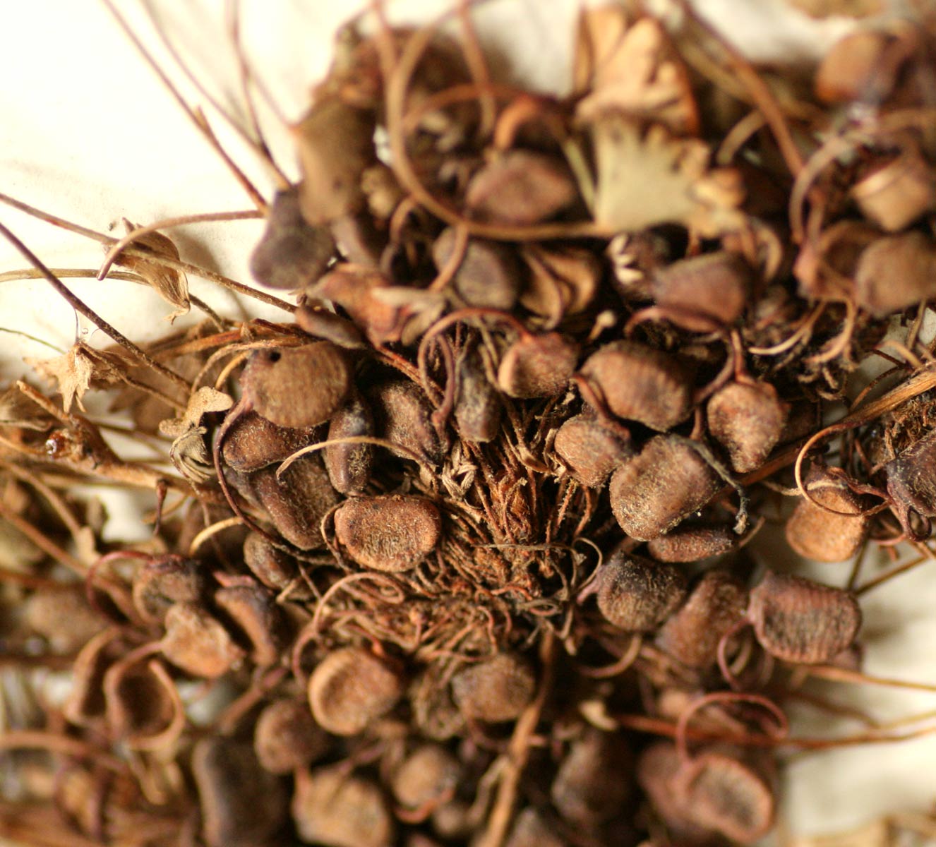 Marsilea farinosa subsp. farinosa Marsilea farinosa subsp. farinosa