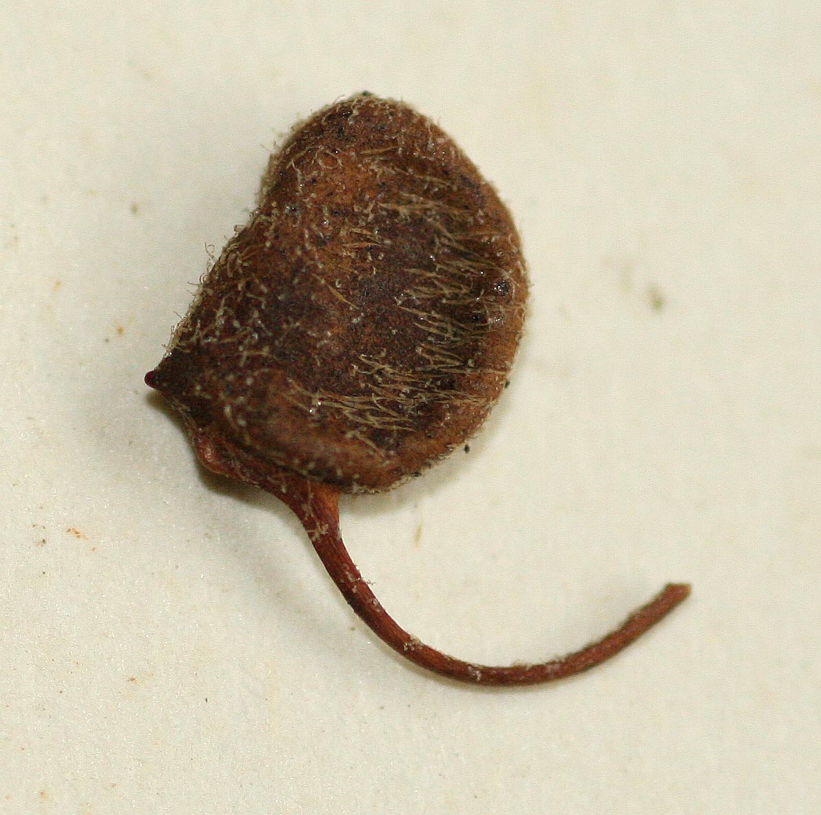 Marsilea farinosa subsp. farinosa Marsilea farinosa subsp. farinosa