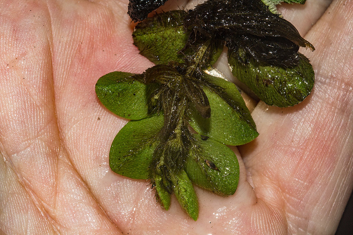 Salvinia molesta