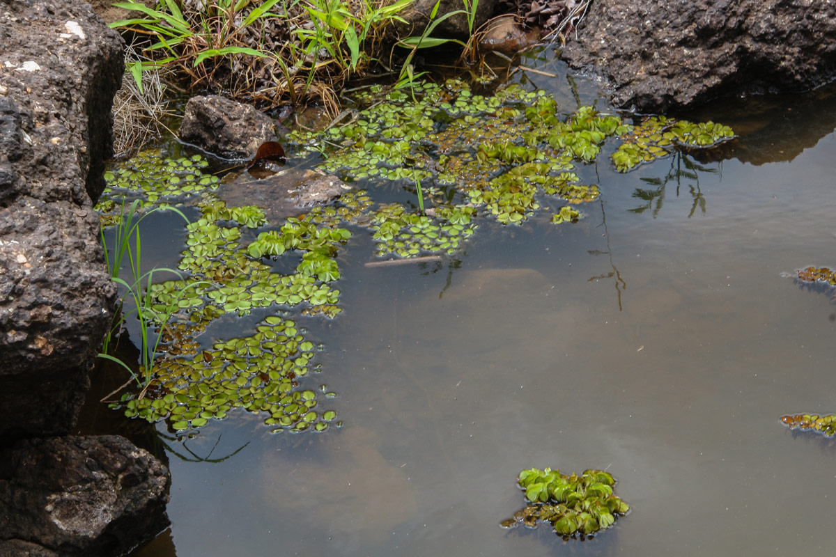 Salvinia molesta