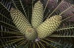 Encephalartos manikensis