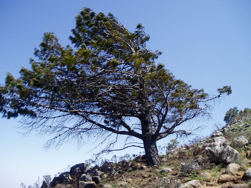 Pinus patula