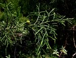 Widdringtonia nodiflora