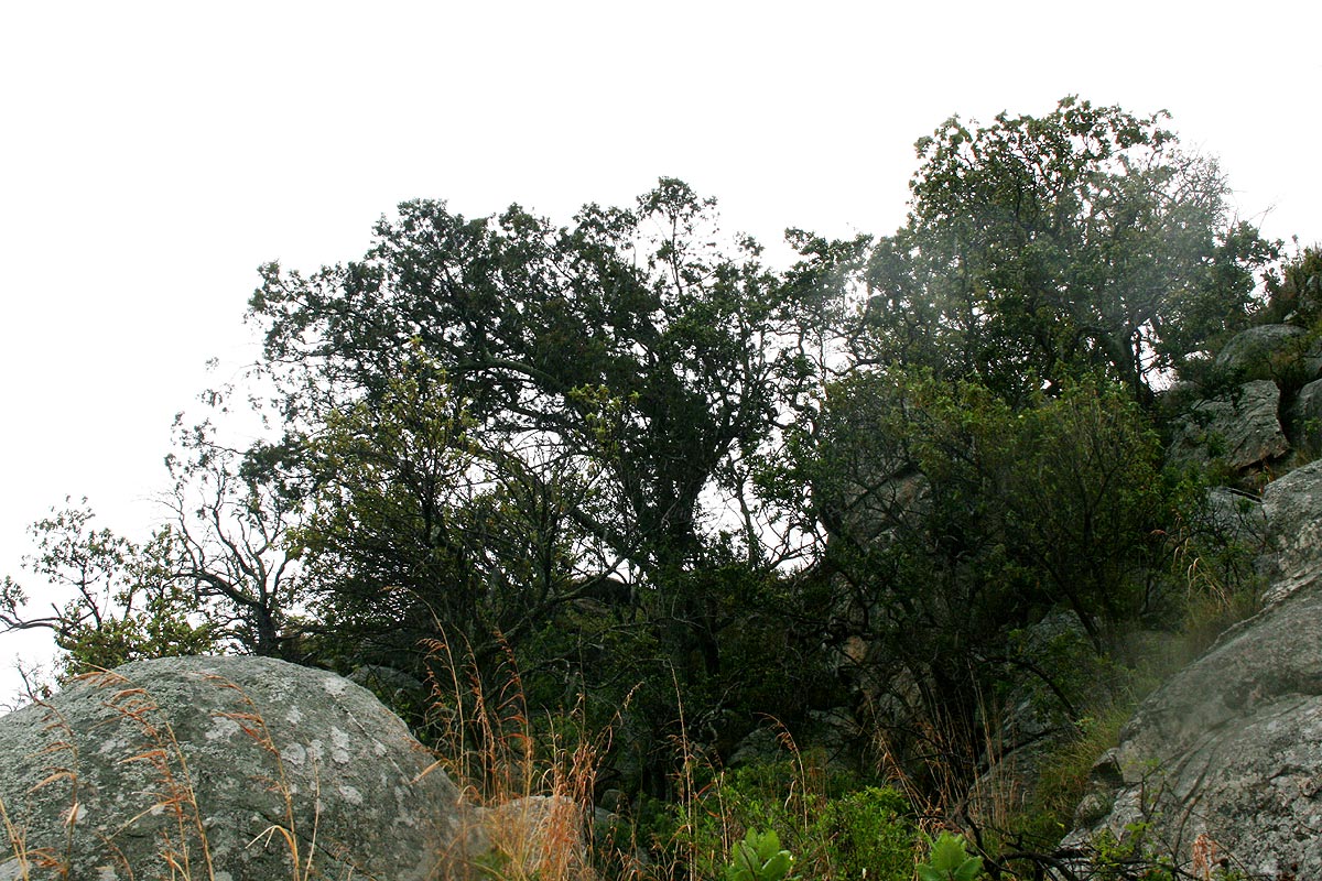 Juniperus procera