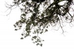 Juniperus procera
