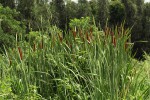 Typha capensis