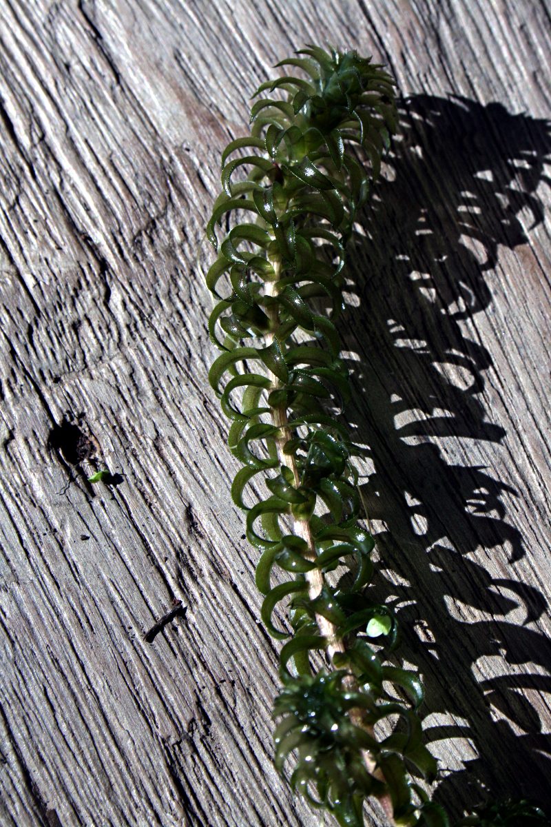 Lagarosiphon major Lagarosiphon major