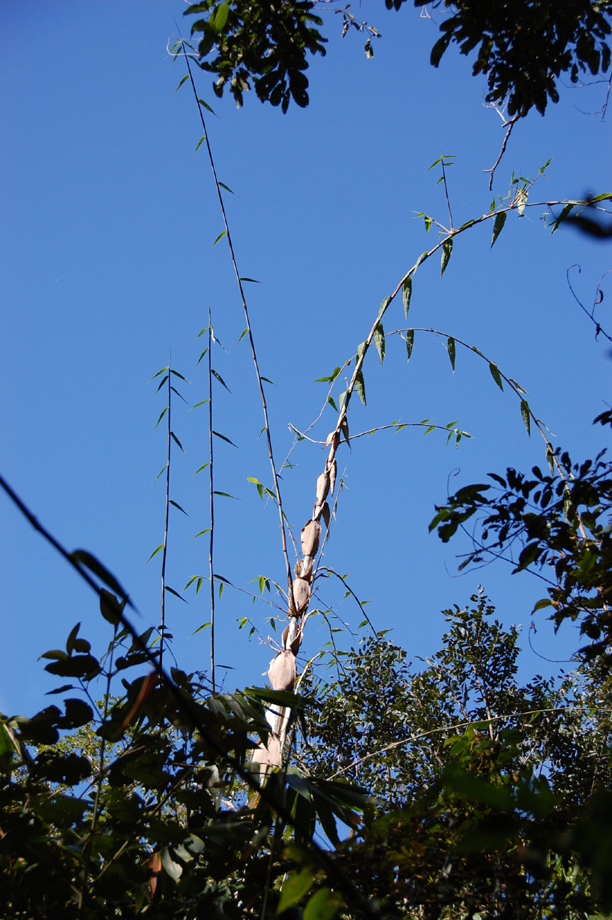 Oreobambos buchwaldii