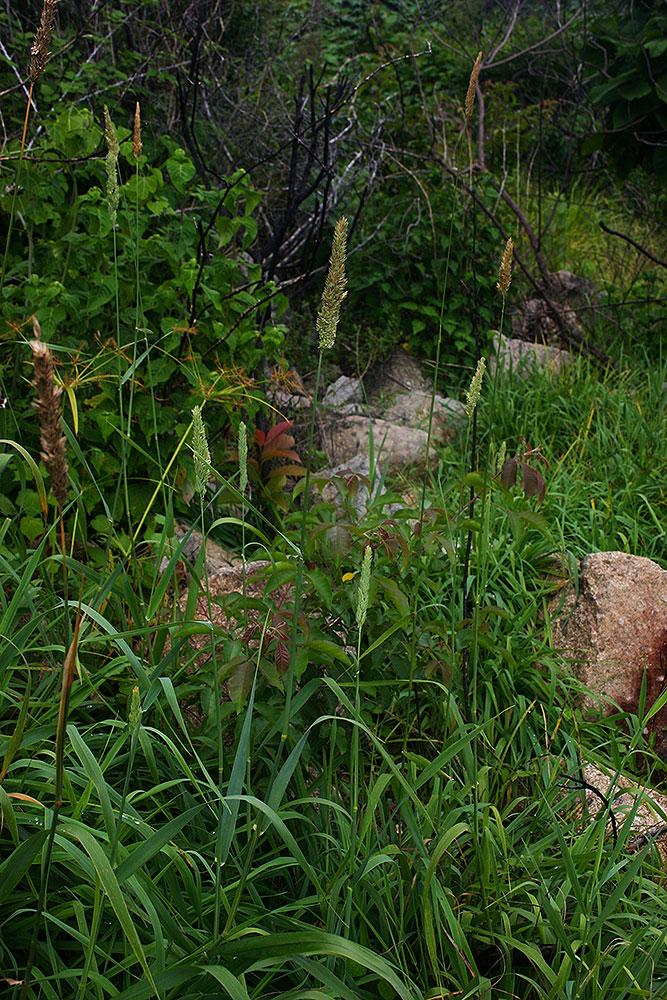 Phalaris arundinacea