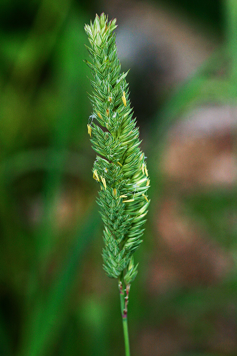 Phalaris arundinacea