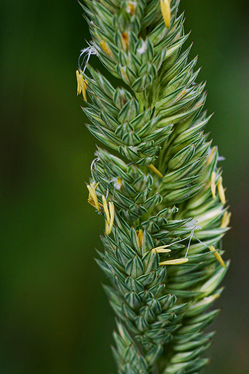 Phalaris arundinacea