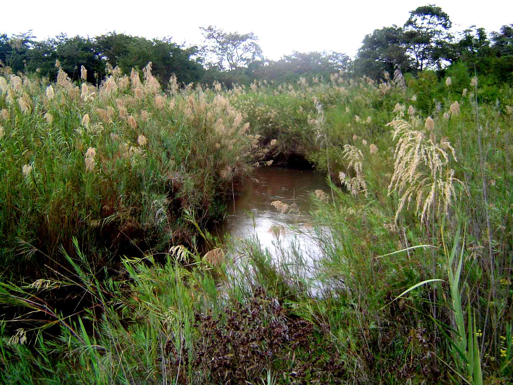 Phragmites mauritianus