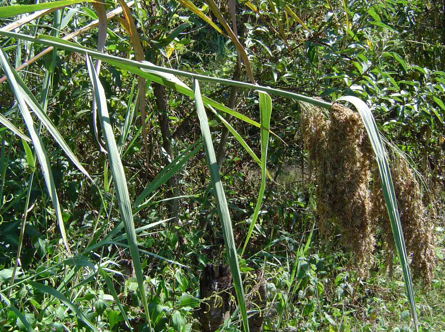 Phragmites mauritianus