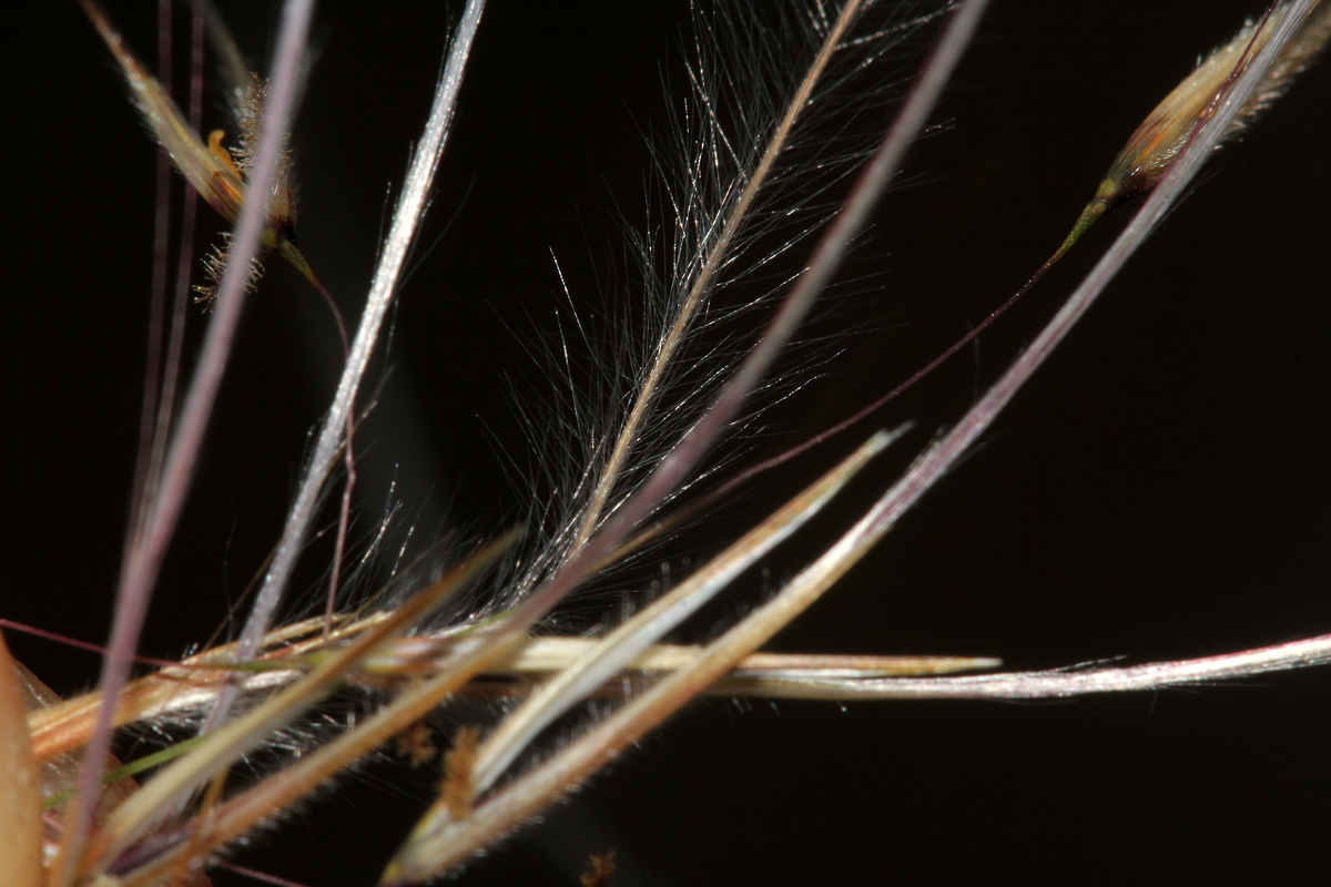 Stipagrostis hirtigluma subsp. patula Stipagrostis hirtigluma subsp. patula