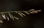 Eragrostis acraea
