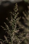 Eragrostis acraea