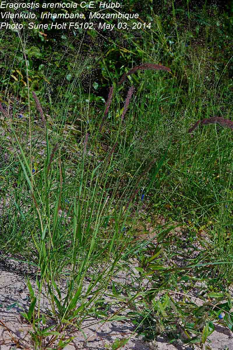 Eragrostis arenicola