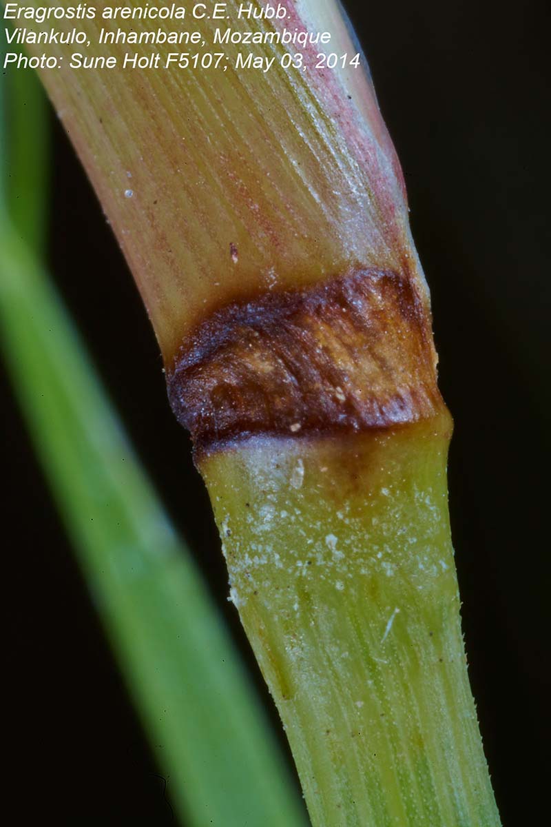 Eragrostis arenicola