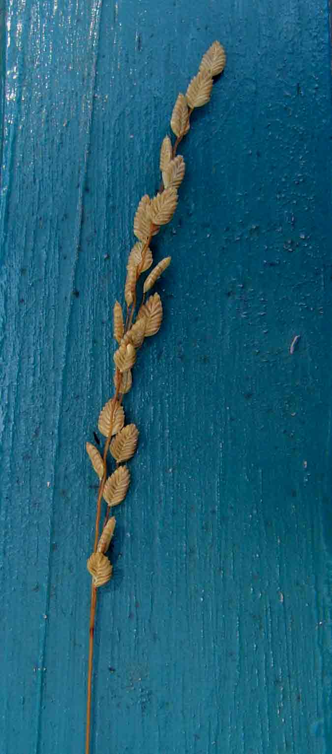Eragrostis capensis