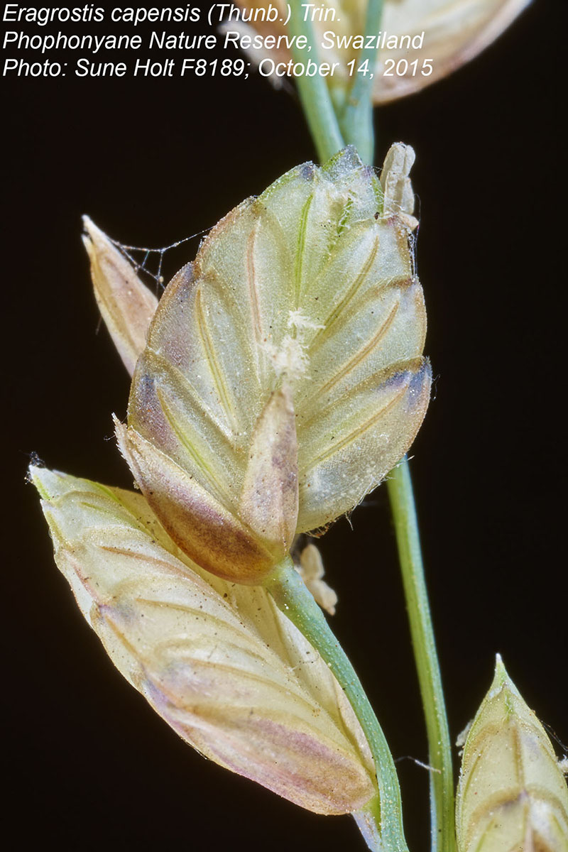 Eragrostis capensis