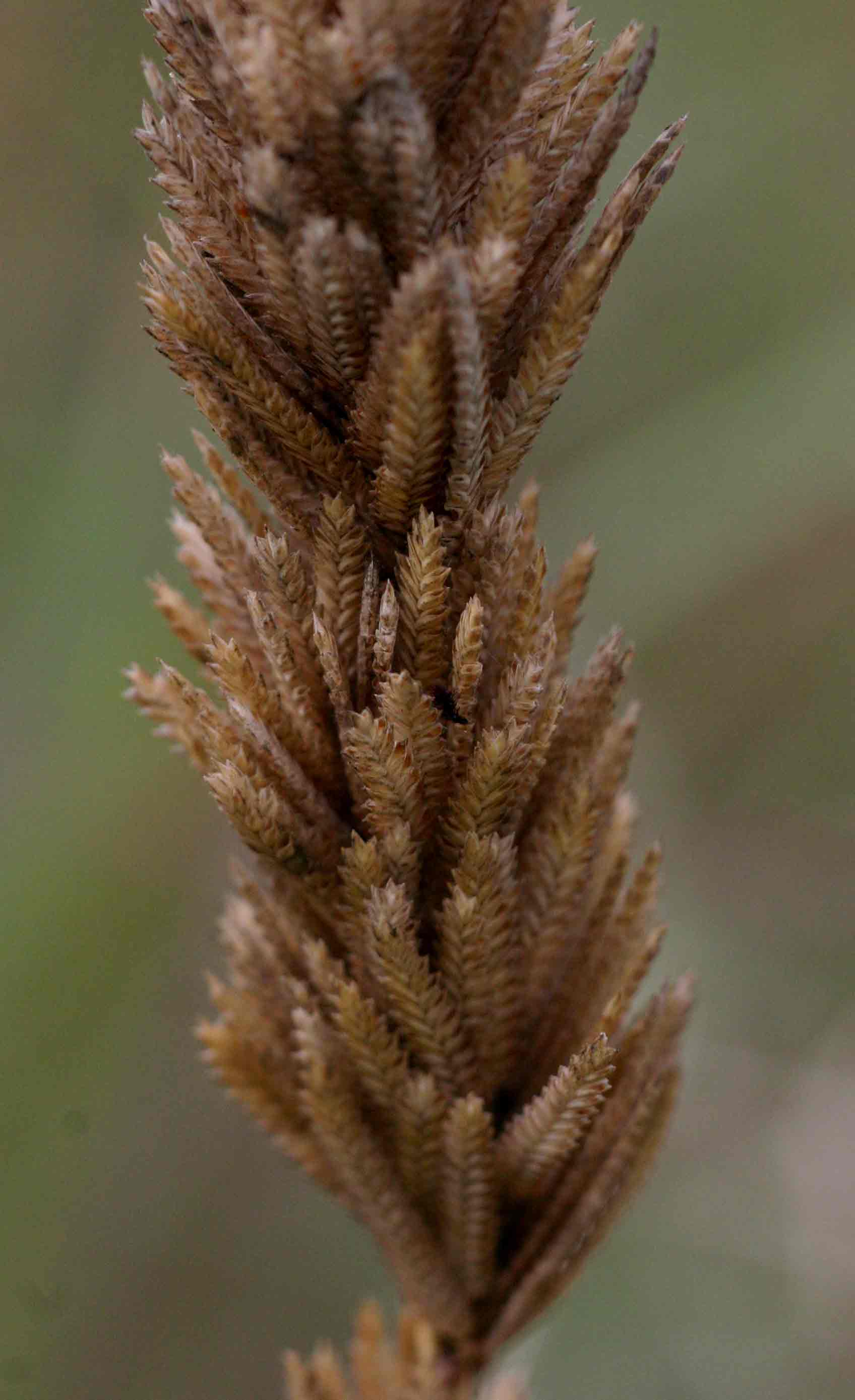 Eragrostis chapelieri