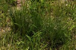 Eragrostis hispida