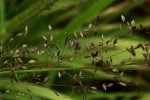 Eragrostis mollior