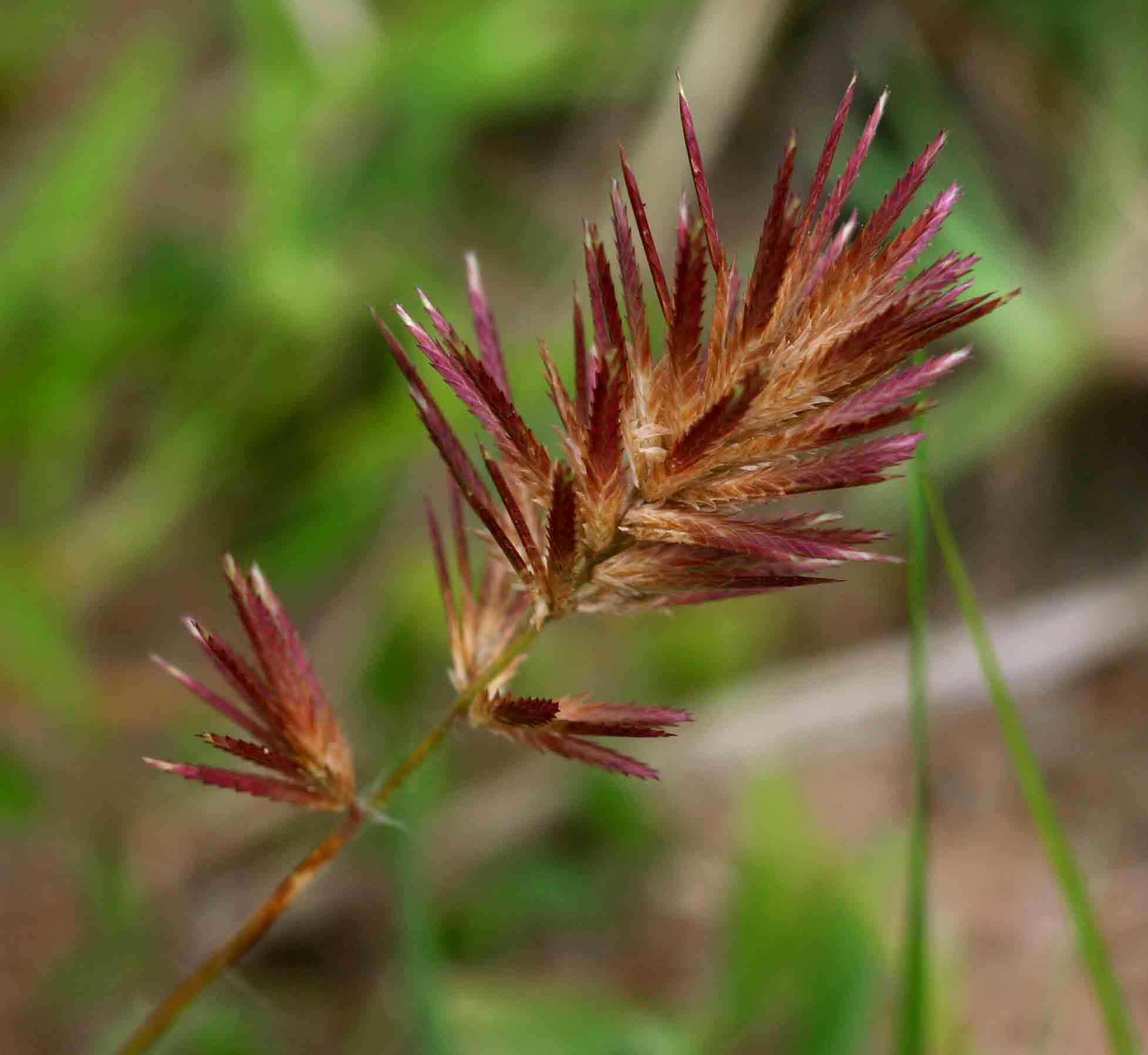 Eragrostis patens