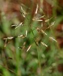 Eragrostis patentipilosa