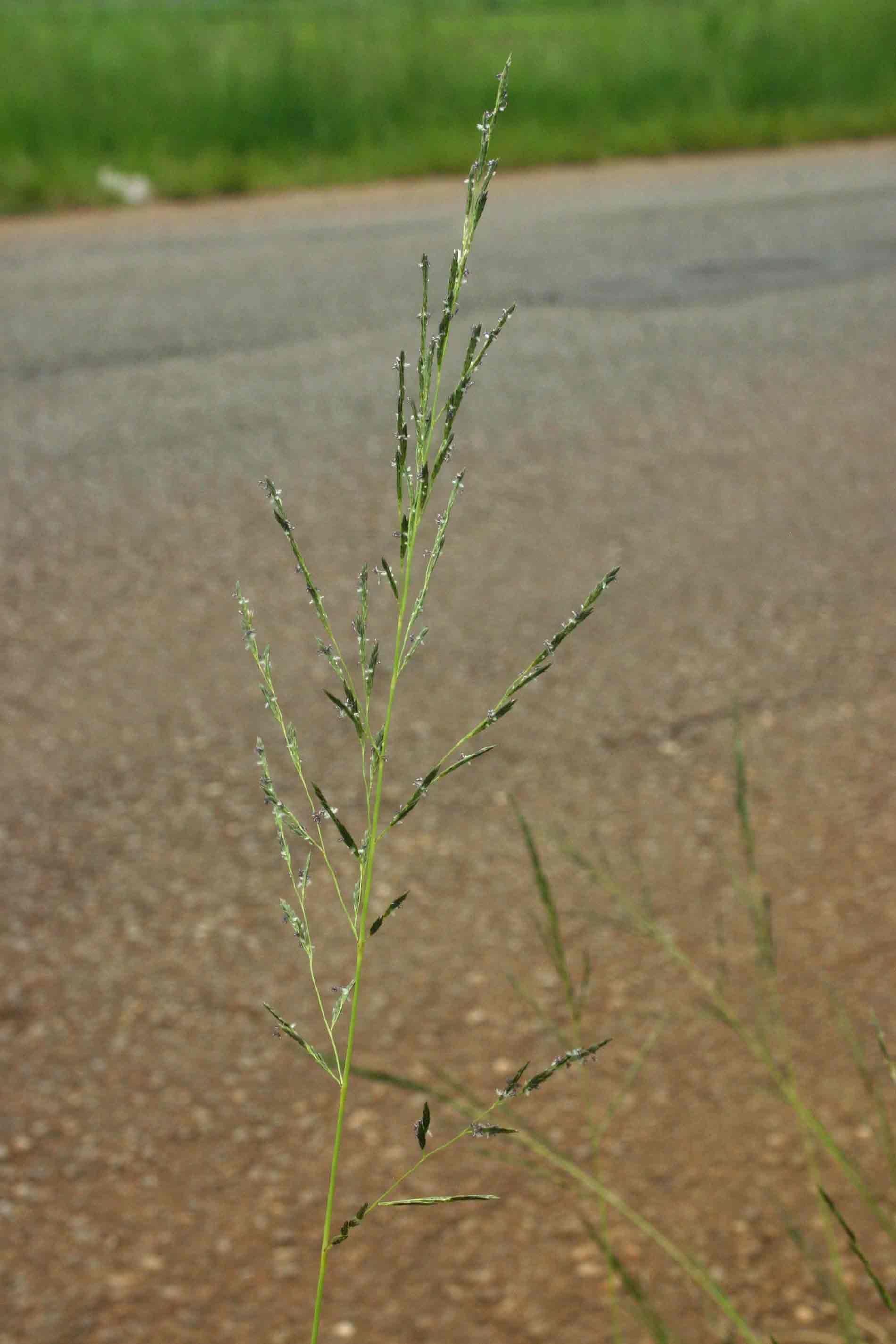 Eragrostis plana