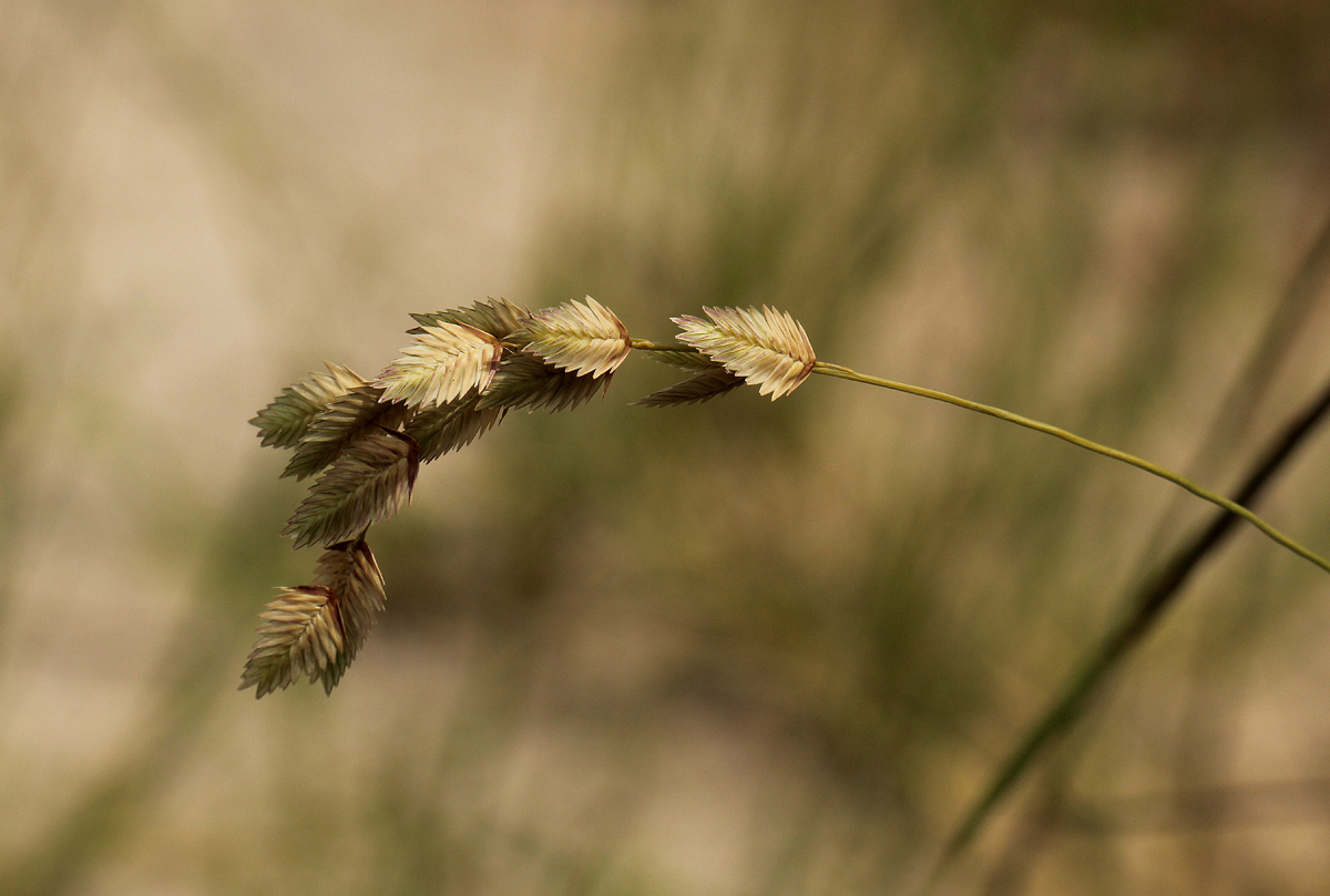 Eragrostis superba