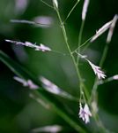 Eragrostis tenuifolia