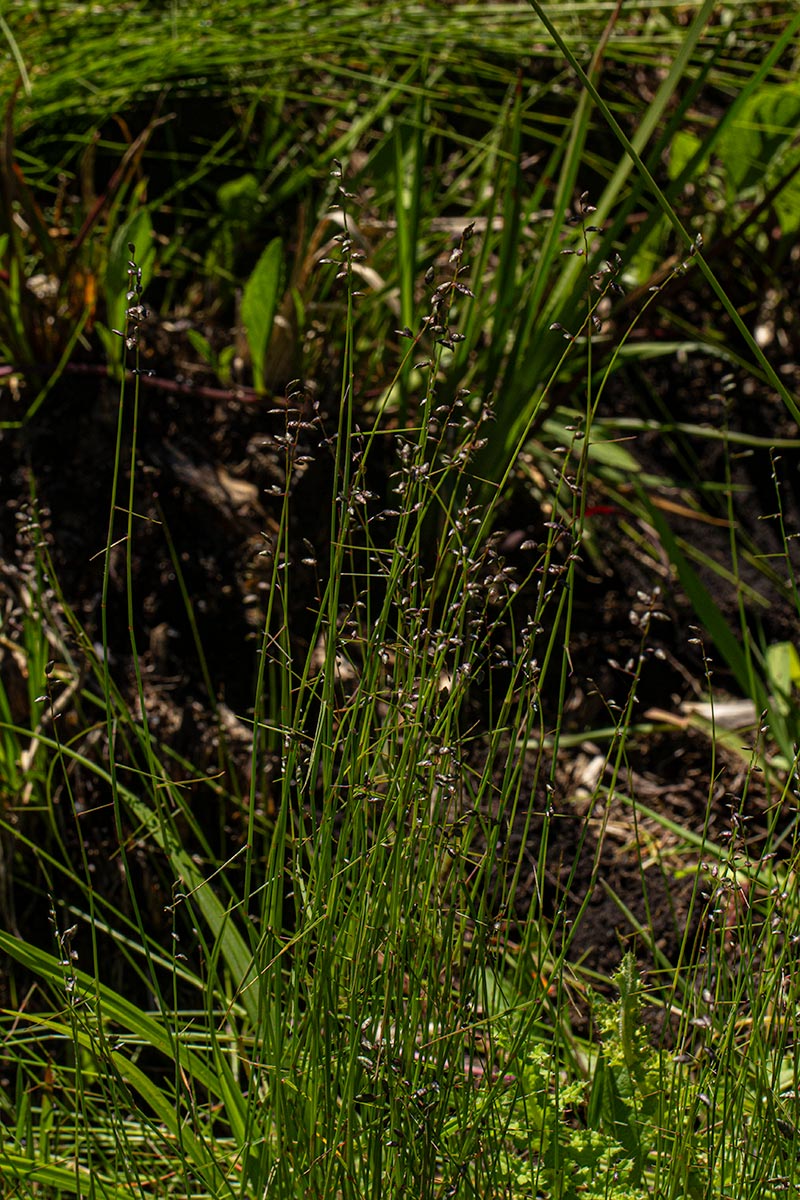 Eragrostis volkensii Eragrostis volkensii