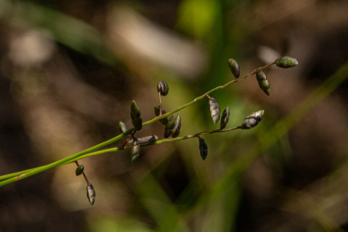 Eragrostis volkensii Eragrostis volkensii
