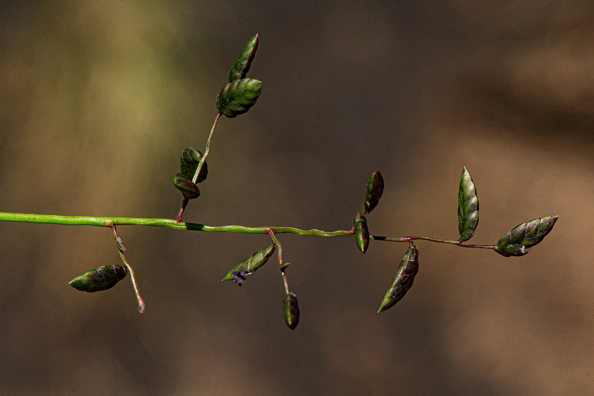 Eragrostis volkensii Eragrostis volkensii